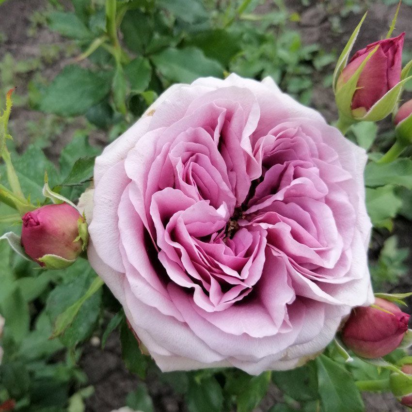 Саджанці чайно-гібридної троянди Монмартр (Rose Montmartre), фото 1