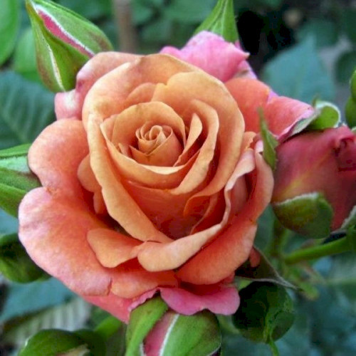 Саджанці чайно-гібридної троянди Марракеш (Rose Marrakech), фото 1