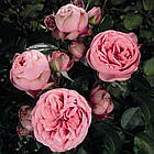 Саджанці англійської троянди Хеппі Піано (Rose Happy Piano), фото 3