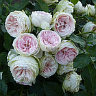 Саджанці спрей троянди Сільвер Лейс (Rose Silver Lace), фото 2
