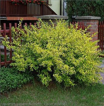 Саджанці Бирючини овальнолистна золотиста (Ligustrum Aureum)