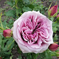 Саджанці чайно-гібридної троянди Монмартр (Rose Montmartre)