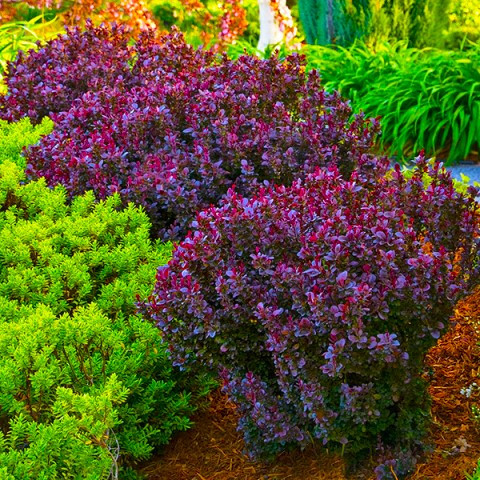 Саджанці барбарису Тунберга Конкорд ( Berberis thunbergii Concorde ), фото 1