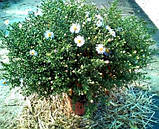 Астра чагарникова Блакитний букет, фото 2