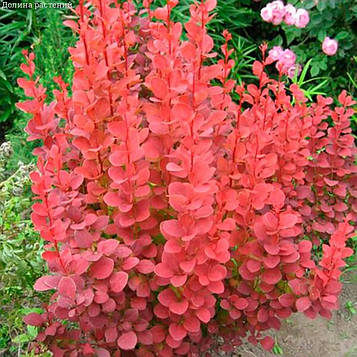 Саджанці барбарису Тунберга Оранж Дрім (Berberis thunbergii Orange Dream)