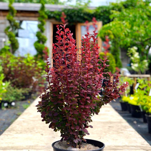 Саджанці барбарис Тунберга Хот Чоклет (Berberis thunbergii Hot Chocolate), фото 1