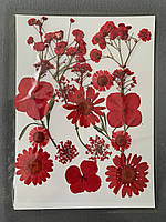 Набір сухоцвітів, гербарій червоний