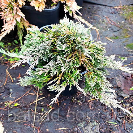 Ялівець Вілтоні / d 25-35 / Juniperus horizontalis Wiltonii, фото 1