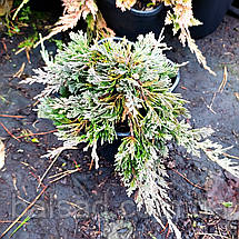 Ялівець Вілтоні / d 25-35 / Juniperus horizontalis Wiltonii, фото 4