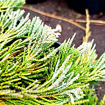 Ялівець Вілтоні / d 40-60 / Juniperus horizontalis Wiltonii, фото 2