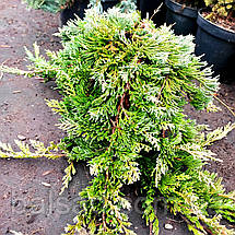 Ялівець Вілтоні / d 40-60 / Juniperus horizontalis Wiltonii, фото 2