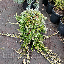 Ялівець Вілтоні / d 40-60 / Juniperus horizontalis Wiltonii, фото 3