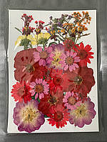 Набір сухоцвітів, гербарій червоно-рожевий