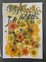 Набір сухоцвітів, гербарій жовтий