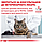 Royal Canin Mature Consult (Матуре Консалт) сухий корм для котів від 7 років без ознак старіння, 1.5 кг, фото 4