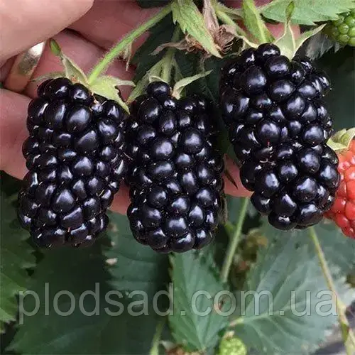 Ожина Прайм Арк ( ремонтантна)