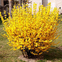 Саженцы Форзиции Европейской (Forsythia europaea)