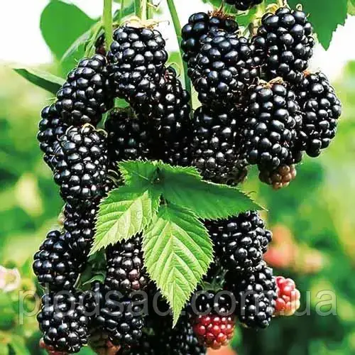 Ожина Блек Джем (Black Gem)