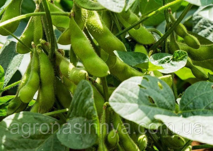 Насіння сої ОАС Атріум (еліта), Seed Grain, фото 1