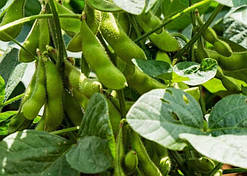 Насіння сої ОАС Атріум (еліта), Seed Grain