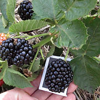 Ожина Понка