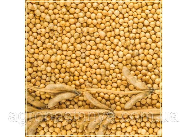 Насіння сої ОАЦ АСТОРІУМ, Seed Grain, фото 1
