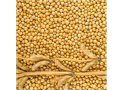 Насіння сої ОАЦ  АСТОРІУМ, Seed Grain