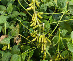 Насіння сої КРАУН, (еліта), Seed Grain