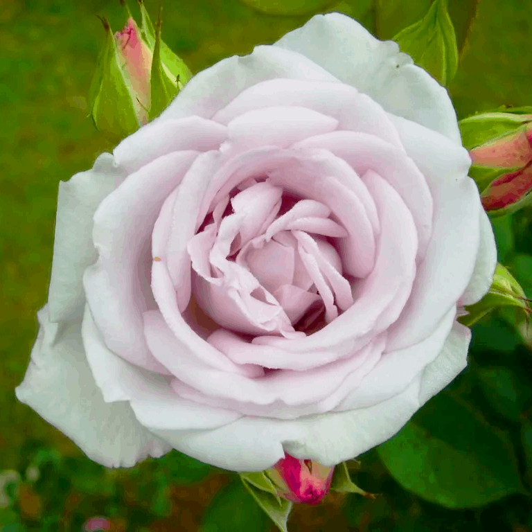 Саджанці спрей троянди Сільвер Лейс (Rose Silver Lace)