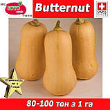 Гарбуз Баттернат ТМ Soto Seeds (Швейцарія), проф пакет 500 грамів, фото 4