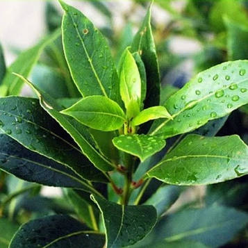 Саджанці Лавра Австралійського (Pittosporum Tobira)