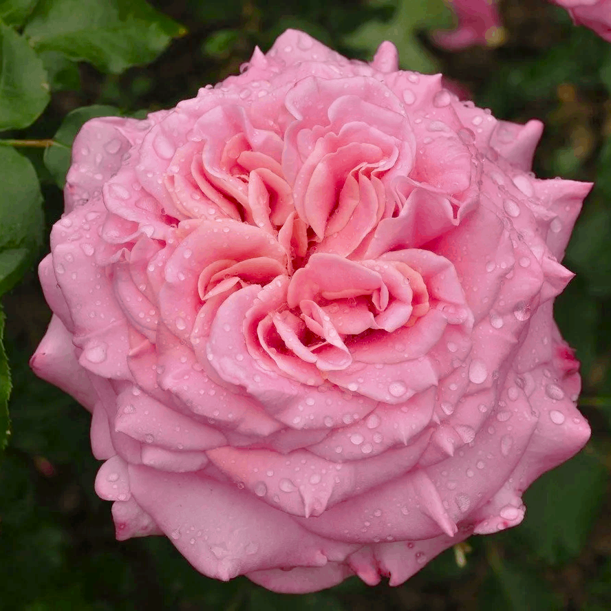 Саджанці чайно-гібридної троянди Ешлі (Rose Ashley), фото 1