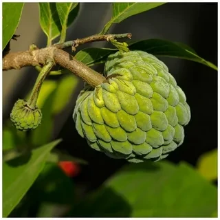 Саджанці аннона або черимойя (Annona cherimola)