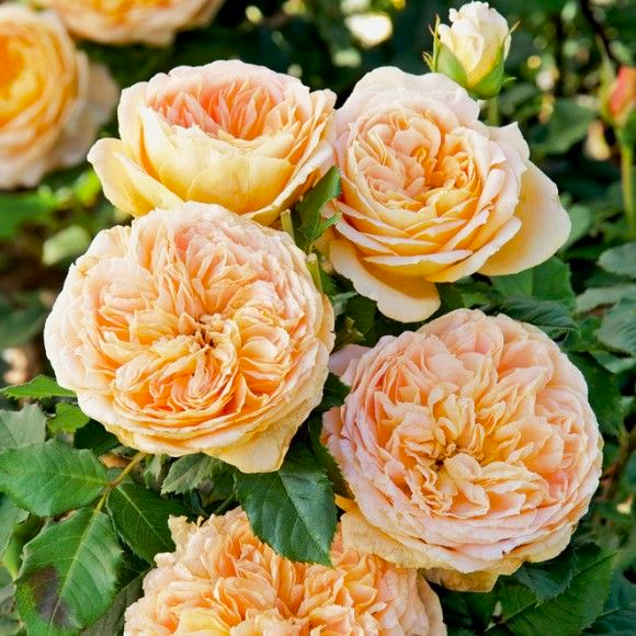 Саджанці бордюрної троянди Джентл Трендсеттер (Rose Gentle Trendsetter)