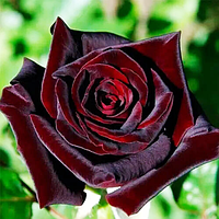 Саджанці плетистої троянди Чорна Королева (Rose Black Queen)