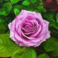 Саджанці чайно-гібридної троянди Муді Блю (Rose Moody Blue)