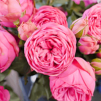 Саджанці англійської троянди Хеппі Піано (Rose Happy Piano)
