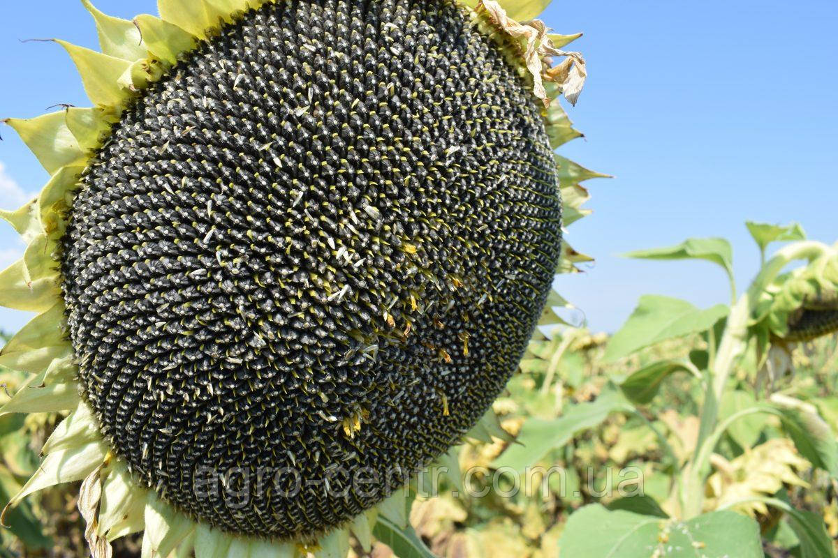 Насіння соняшника ААС 335, аналог Купава, 7+ розс, фото 1