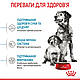 Сухий корм Royal Canin Medium Starter (Роял Канін Медіум Стартер) для цуценят середніх порід, 1КГ, фото 7