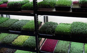 Microgreen