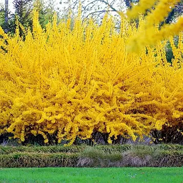 Саджанці Форзиції Тетраголд (Forsythia Tetragold)