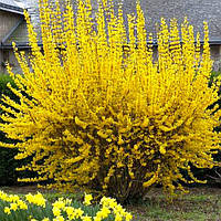 Саженцы Форзиции Линвуд (Forsythia intermedia Lynwood)