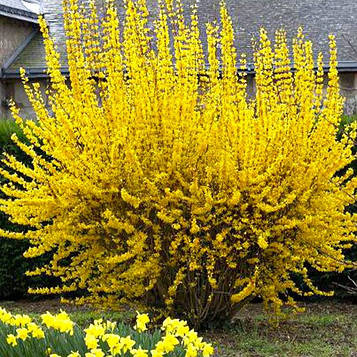 Саджанці Форзиції Лінвуд (Forsythia intermedia Lynwood)