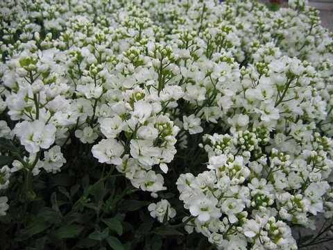 Арабіс кавказький Plena (горщик Р9)