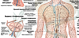 Анатомічний  плакат Лімфатична система 50×64.5см., фото 2