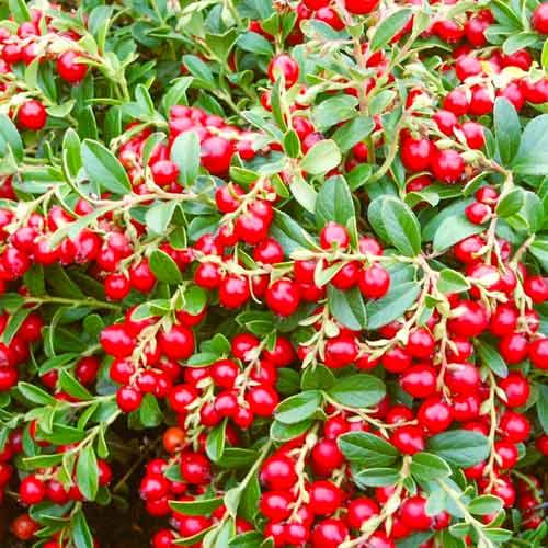 Брусниця Міс Черрі, контейнер 0.5л, фото 1