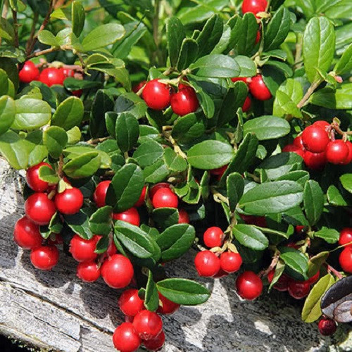 Брусниця Ліннея, контейнер 0.5л, фото 1