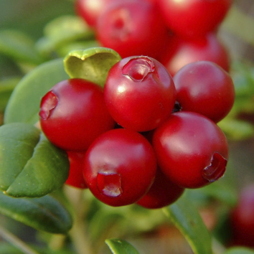 Брусниця Санна, контейнер 0.5л, фото 1