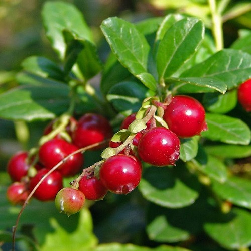 Брусниця Костромичка, контейнер 0.5л, фото 1