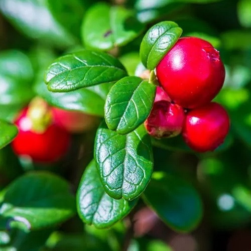 Брусниця Ернткроне, контейнер 0.5л, фото 1